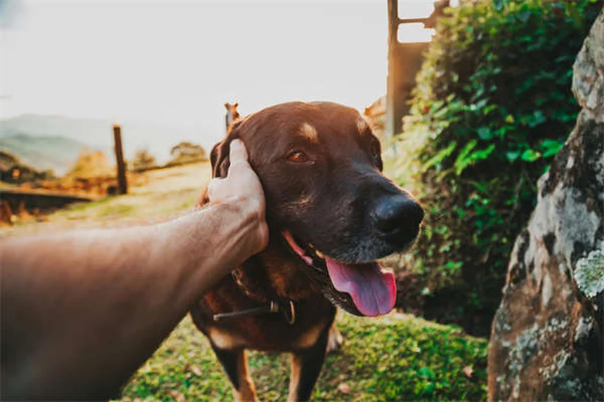 Dos and Don'ts When Meeting New Dogs: Expert Tips for Safe Greetings