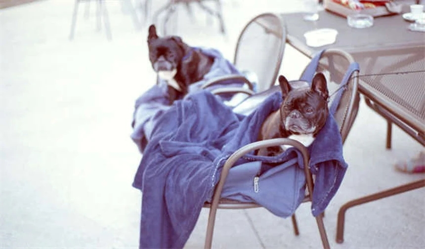 5 Proven Ways to Keep Your Dog or Cat Entertained When You're Away