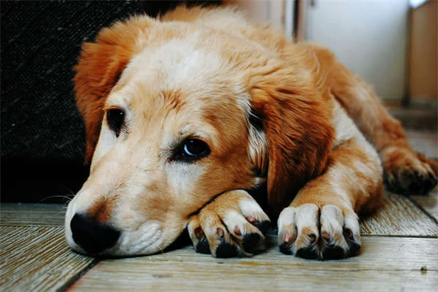 5 Essential Tips for Caring for a Blind Dog: Expert Guide