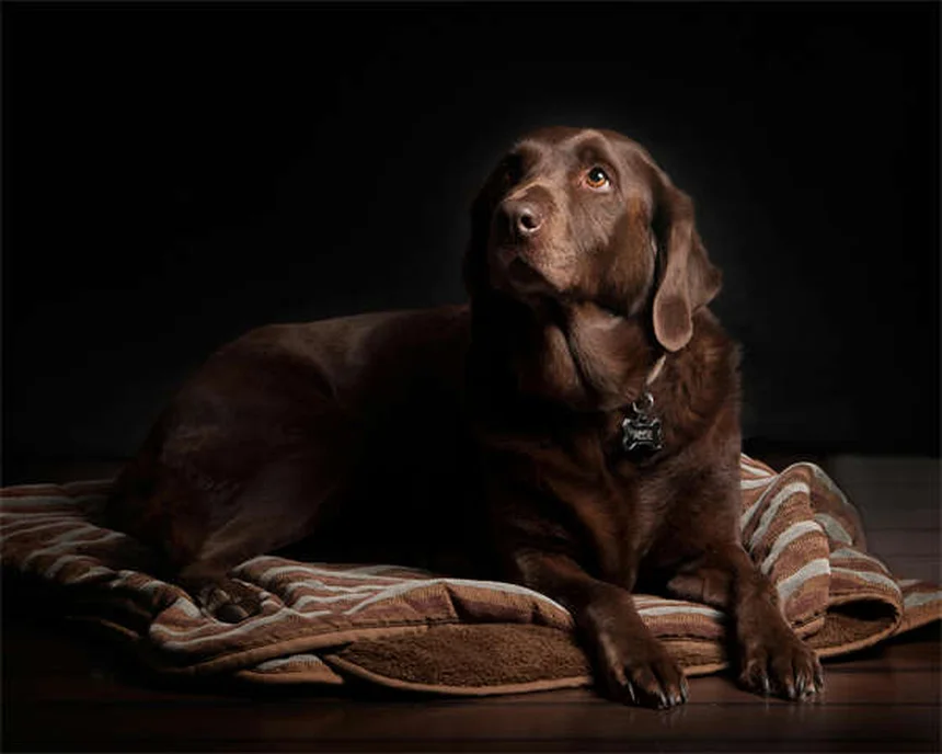 7 Dachshund Back Pain Solutions That Actually Work