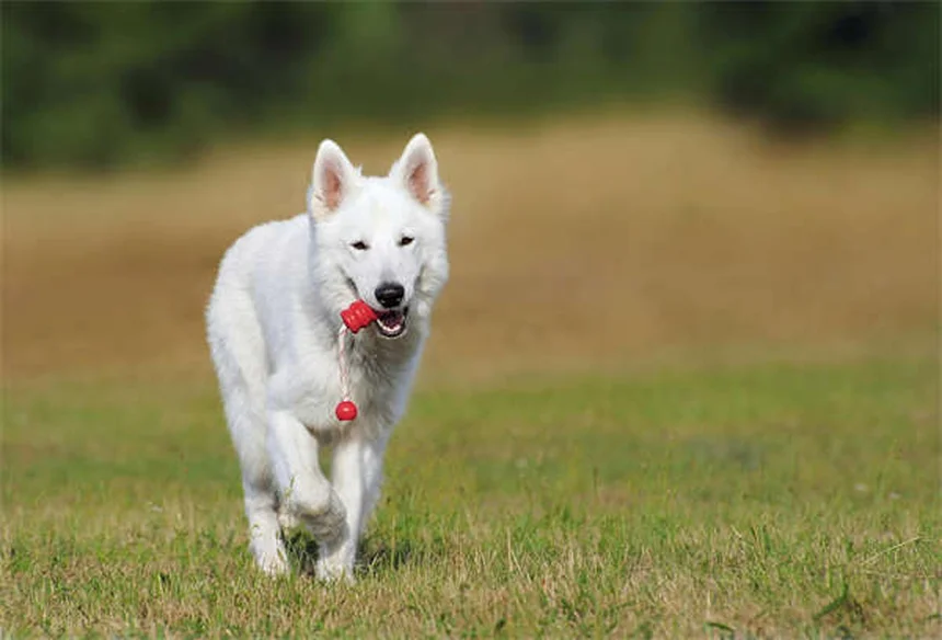Summer Dog Walking Tips: Keep Your Pup Safe in the Heat