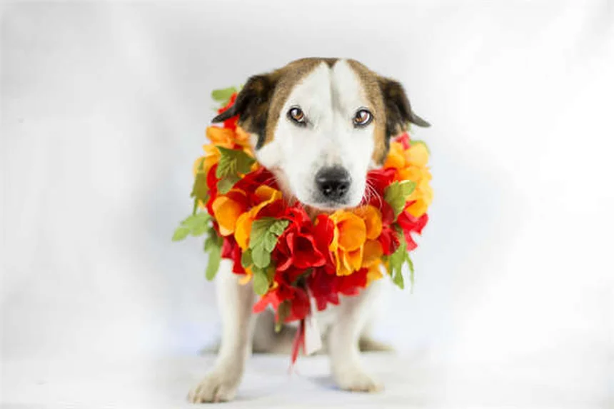 Essential Pet Care Routine: Daily, Weekly & Monthly Tasks for Healthy Pets